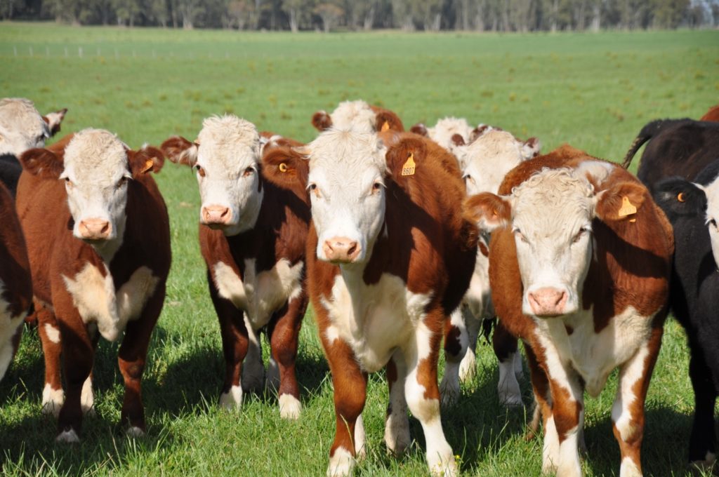 Para que baje el precio de la carne, la AFD dará un crédito exclusivo a los ganaderos Para que baje el precio de la carne, la AFD dará un crédito exclusivo a los ganaderos