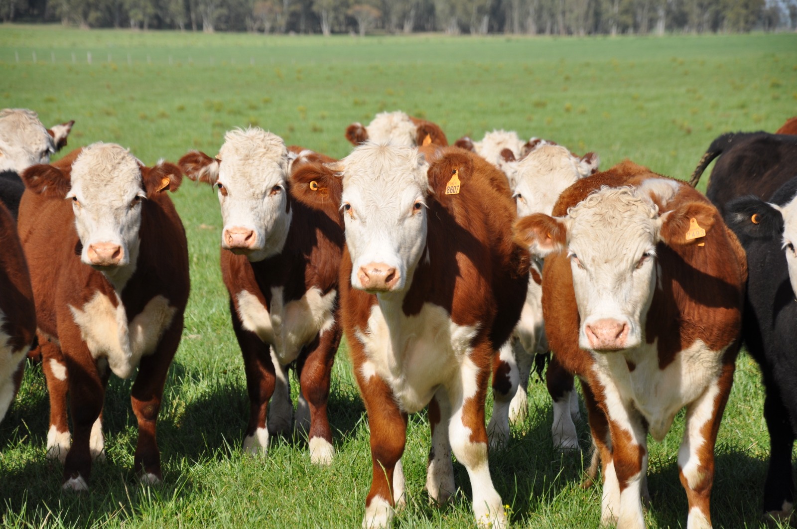 Para que baje el precio de la carne, la AFD dará un crédito exclusivo a los ganaderos