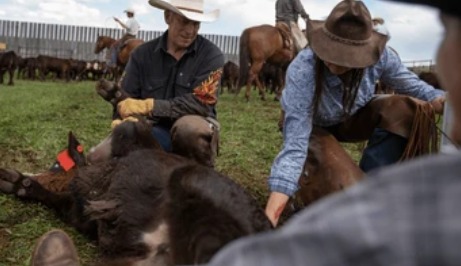 Paraguay inicia nueva campaña de vacunación contra la aftosa con la meta de inmunizar 12,8 millones de bovinos Paraguay inicia nueva campaña de vacunación contra la aftosa con la meta de inmunizar 12,8 millones de bovinos