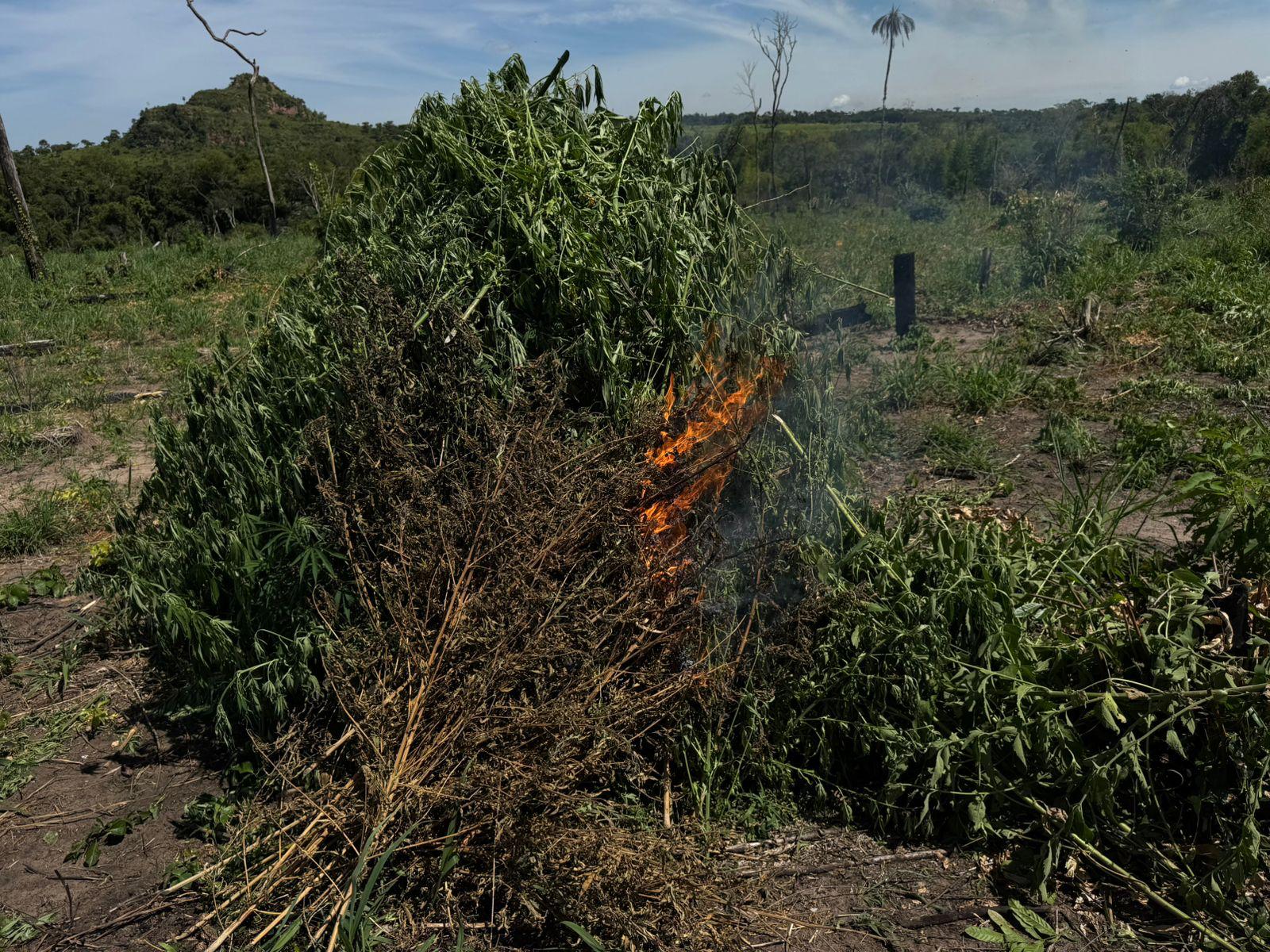 Megaoperativo arrasa con cultivos ilícitos en Itapúa y provoca pérdidas millonarias Megaoperativo arrasa con cultivos ilícitos en Itapúa y provoca pérdidas millonarias