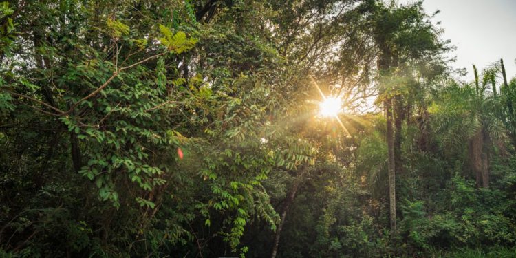 Paraguay conserva el 44,4% de su territorio forestal, según nuevo reporte nacional del INFONA