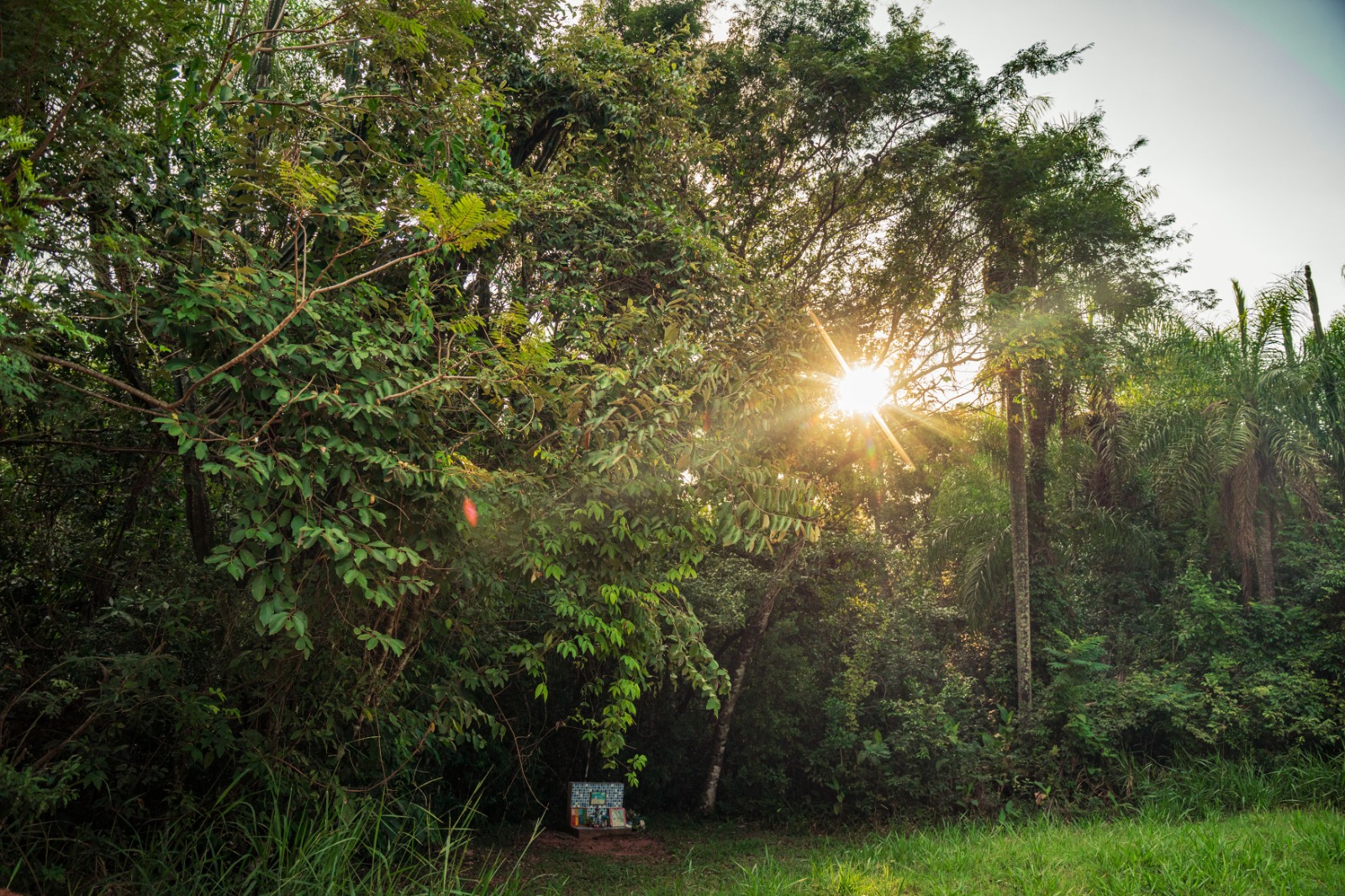 Paraguay conserva el 44,4% de su territorio forestal, según nuevo reporte nacional del INFONA Paraguay conserva el 44,4% de su territorio forestal, según nuevo reporte nacional del INFONA