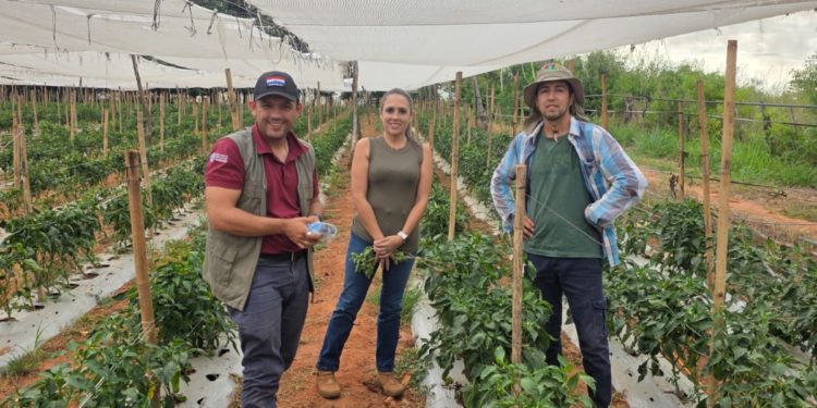 Buscan revolucionar cultivos de tomate en Caaguazú, con tecnología israelí