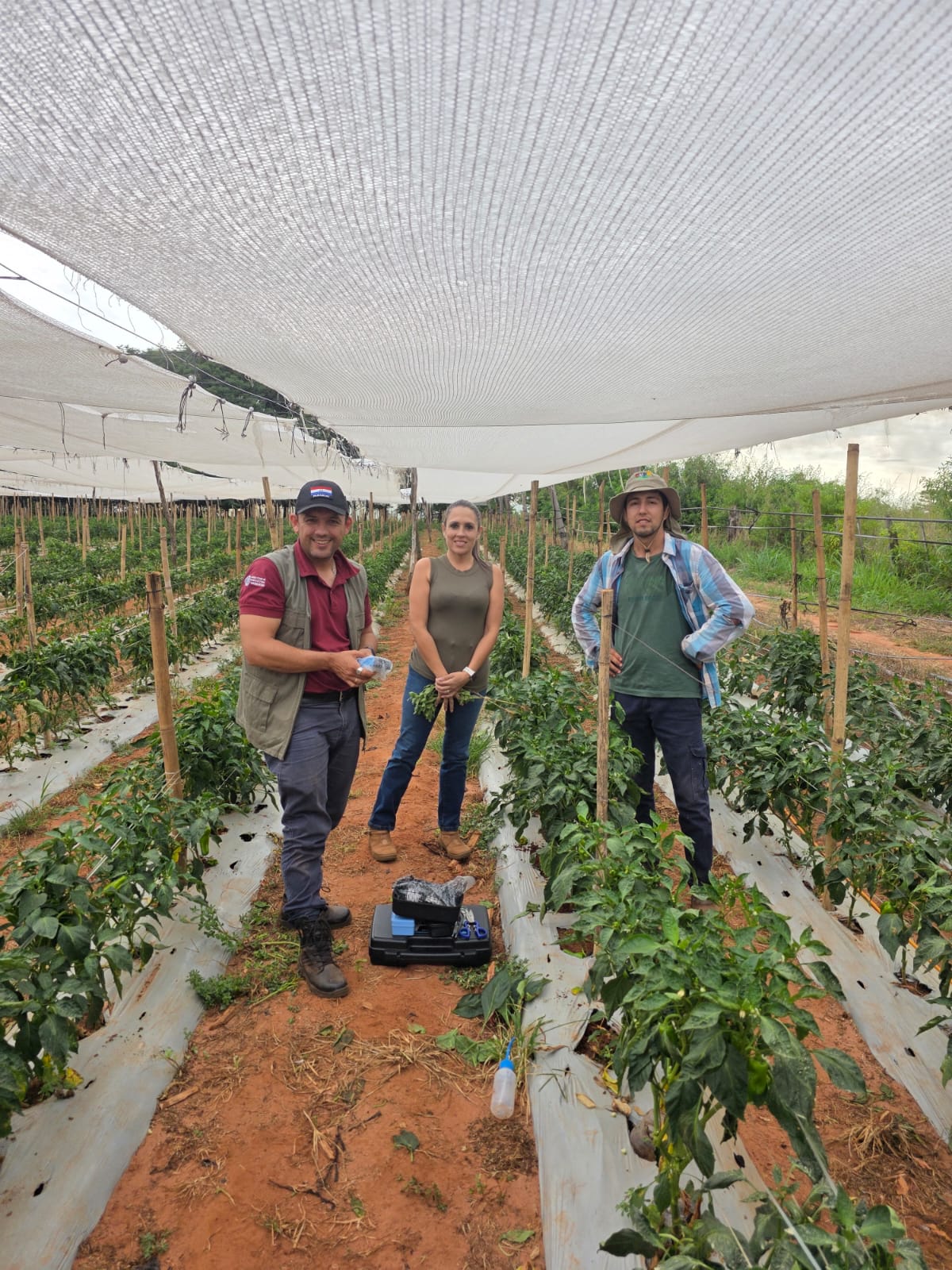 Buscan revolucionar cultivos de tomate en Caaguazú, con tecnología israelí Buscan revolucionar cultivos de tomate en Caaguazú, con tecnología israelí
