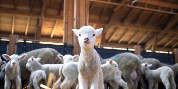 Producción ovina en Paraguay: un negocio rentable para pequeños y medianos productores