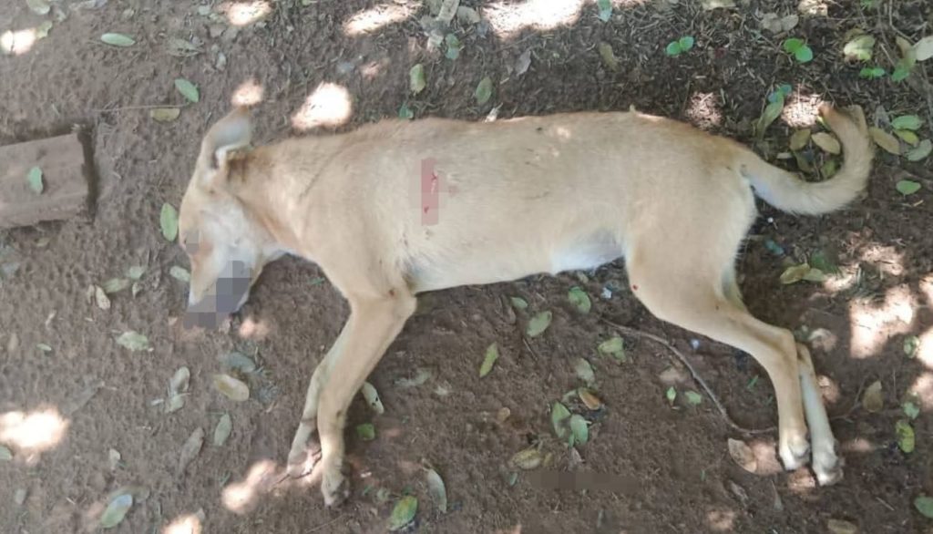 Cometieron zoocidio en el Chaco: imputan a un joven por supuestamente matar a una perra Cometieron zoocidio en el Chaco: imputan a un joven por supuestamente matar a una perra