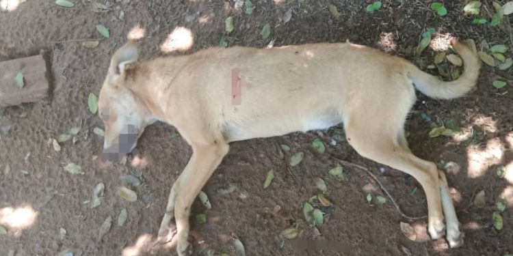 Cometieron zoocidio en el Chaco: imputan a un joven por supuestamente matar a una perra