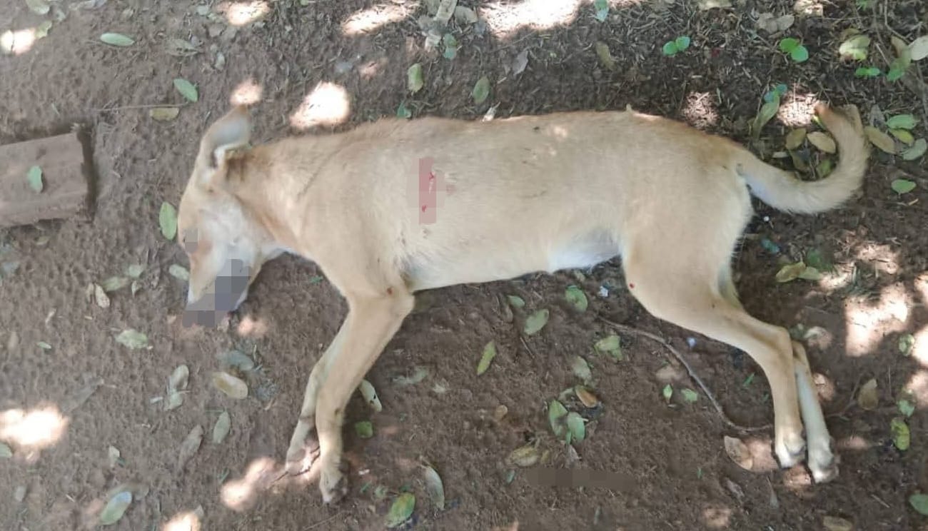 Cometieron zoocidio en el Chaco: imputan a un joven por supuestamente matar a una perra