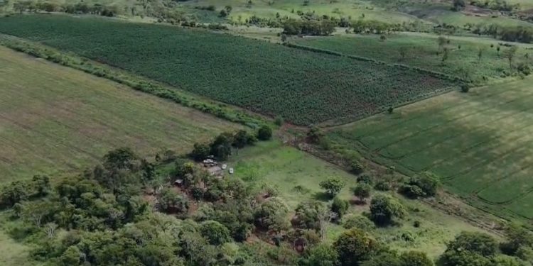 Anulan un lugar de producción de marihuana premium