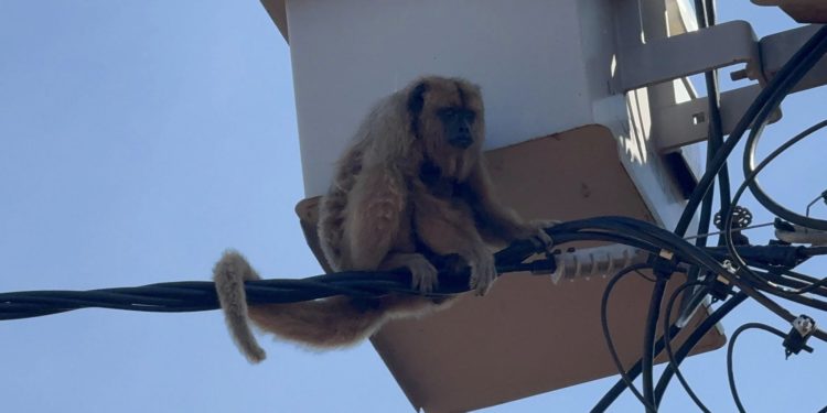 Rescataron a karaja electricista