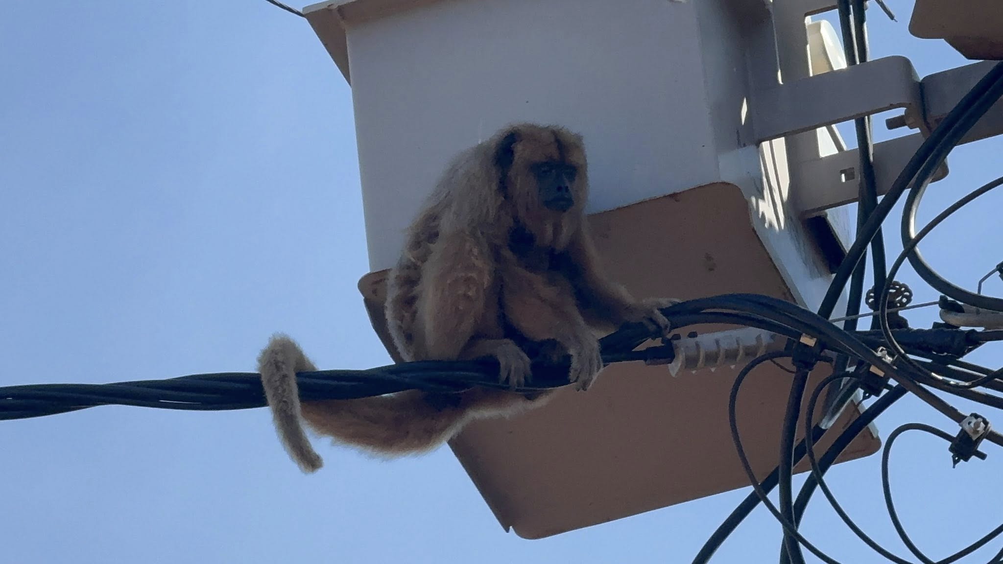 Rescataron a karaja electricista Rescataron a karaja electricista