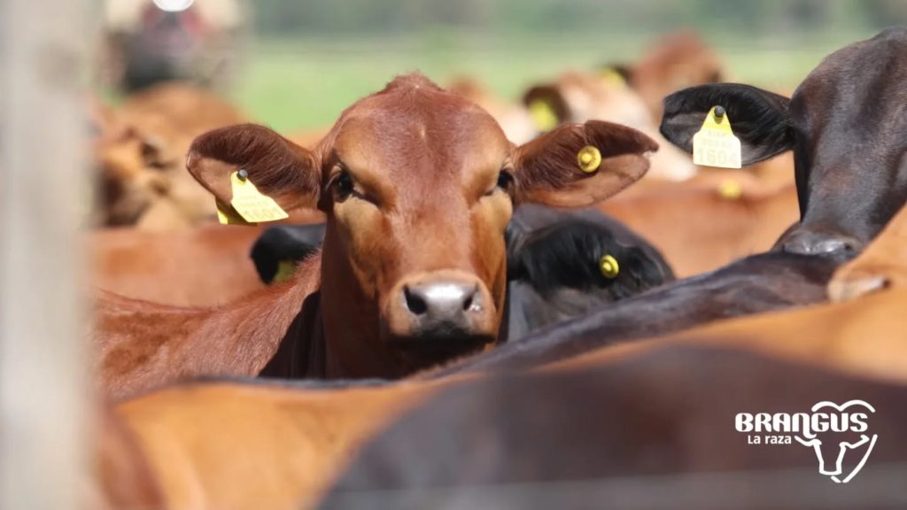 Allanan frigorífico por presunto uso indebido de la marca Brangus