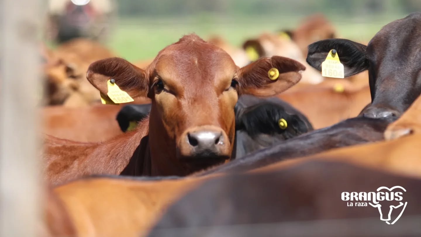 Allanan frigorífico por presunto uso indebido de la marca Brangus