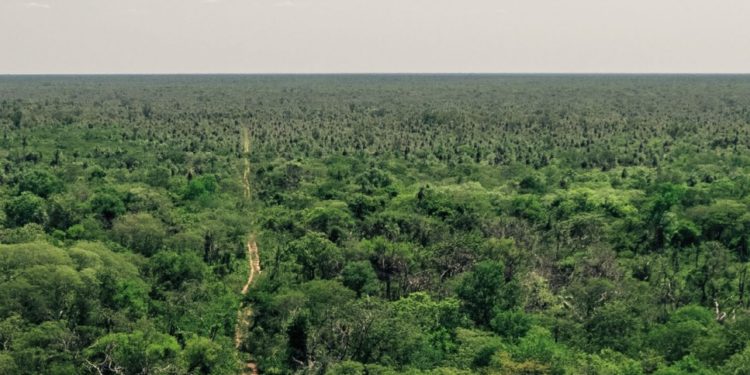 Instalan primera parcela de monitoreo de biodiversidad en el Monumento Natural Chovoreca