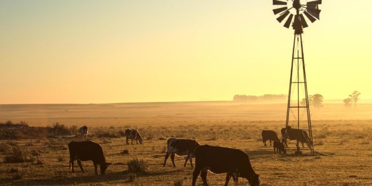 Encuestarán 1.500 establecimientos agropecuarios en el Chaco, para medir producción y gestión ganadera