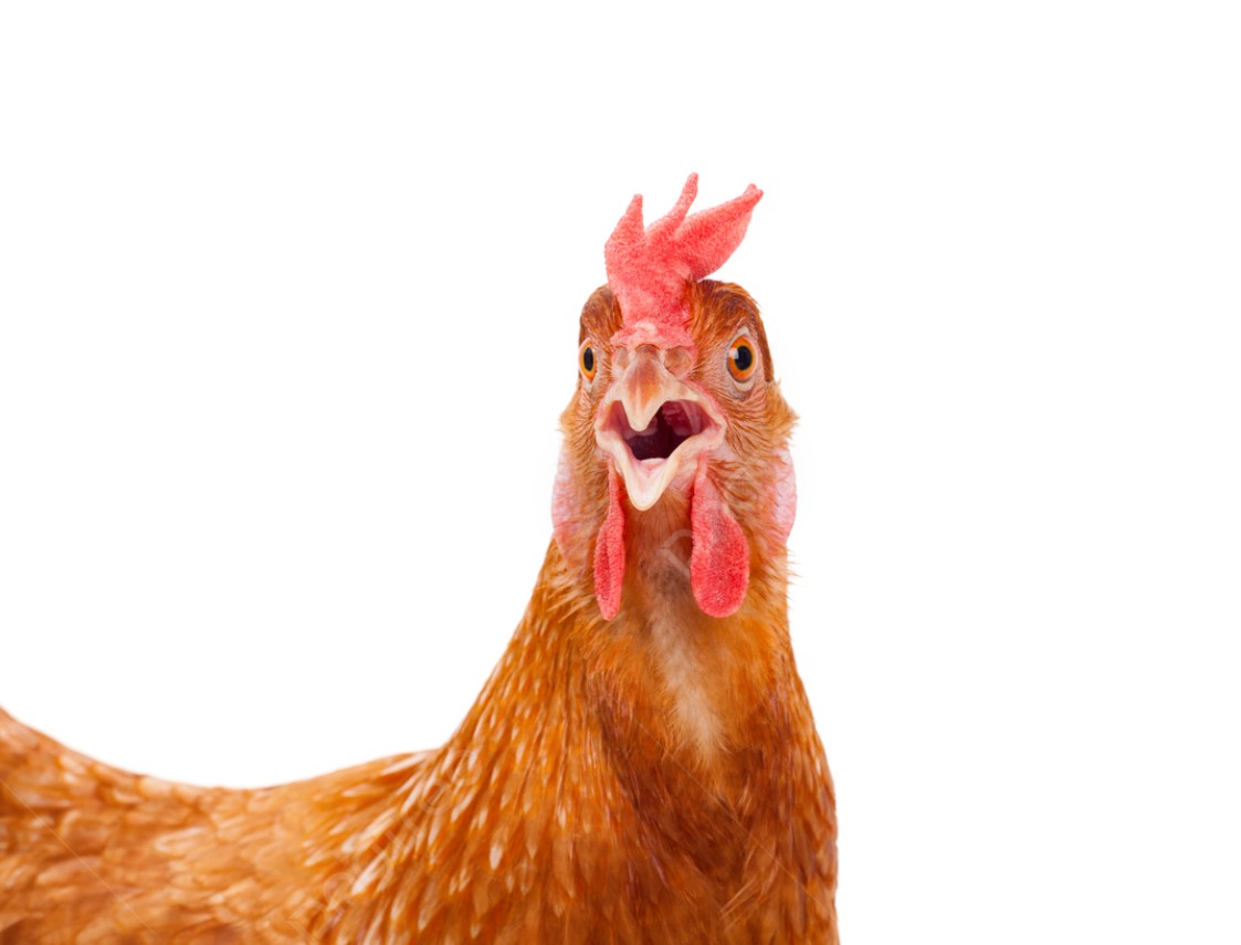 La gripe aviar llegó a un establecimiento comercial de Argentina: ya se detectaron 3 focos en el vecino país La gripe aviar llegó a un establecimiento comercial de Argentina: ya se detectaron 3 focos en el vecino país