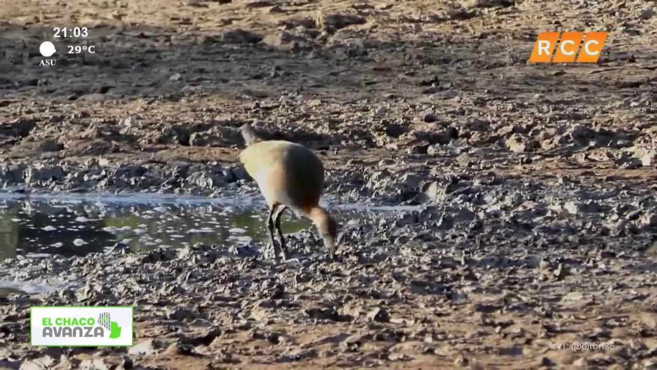 Video: El Chaco Avanza | Laguna salada Video: El Chaco Avanza | Laguna salada