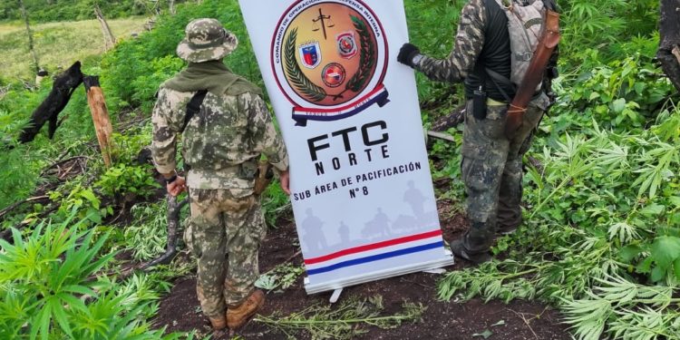 Golpe al narcotráfico: incautan casi 10 toneladas de marihuana en operativo del CODI en Amambay