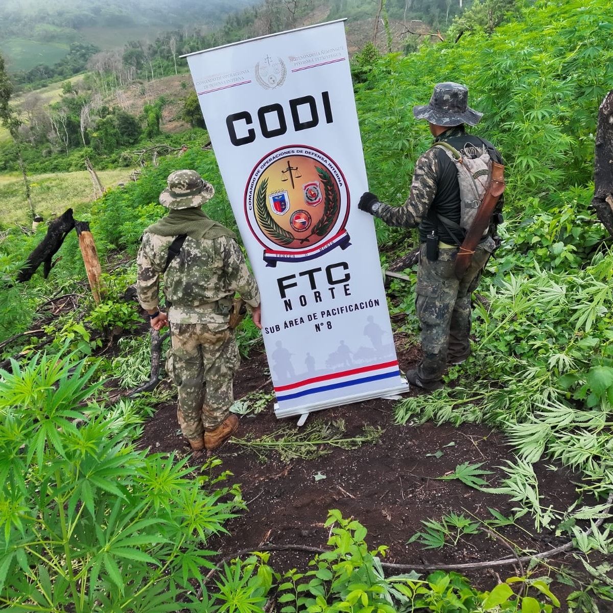 Golpe al narcotráfico: incautan casi 10 toneladas de marihuana en operativo del CODI en Amambay Golpe al narcotráfico: incautan casi 10 toneladas de marihuana en operativo del CODI en Amambay