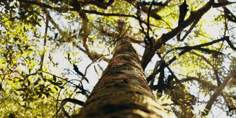 Paraguay marca un hito con su Inventario Forestal Nacional: una década de ciencia para cuidar los bosques