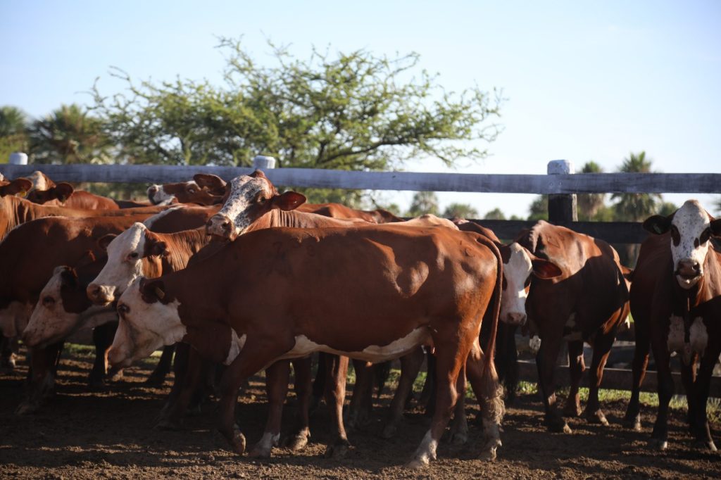 Brote de rabia bovina en Paraguay activa alerta sanitaria y campañas de vacunación