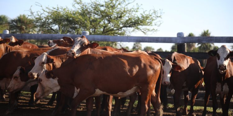 Brote de rabia bovina en Paraguay activa alerta sanitaria y campañas de vacunación