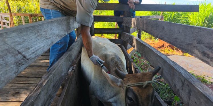 Nuevo caso de rabia bovina en Pozo Colorado activa medidas sanitarias del SENACSA