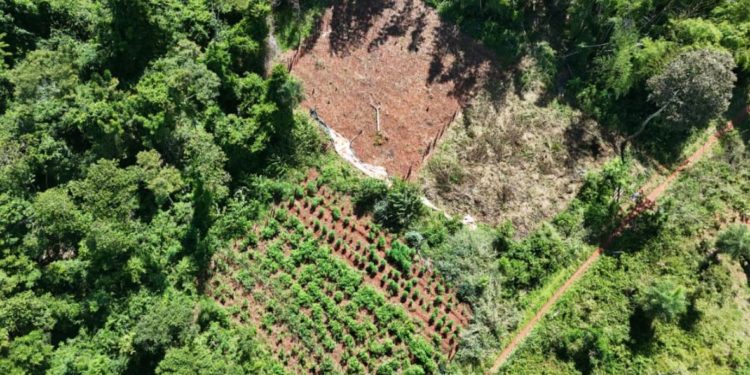 Desmantelaron un laboratorio de marihuana «VIP» Desmantelaron un laboratorio de marihuana «VIP»