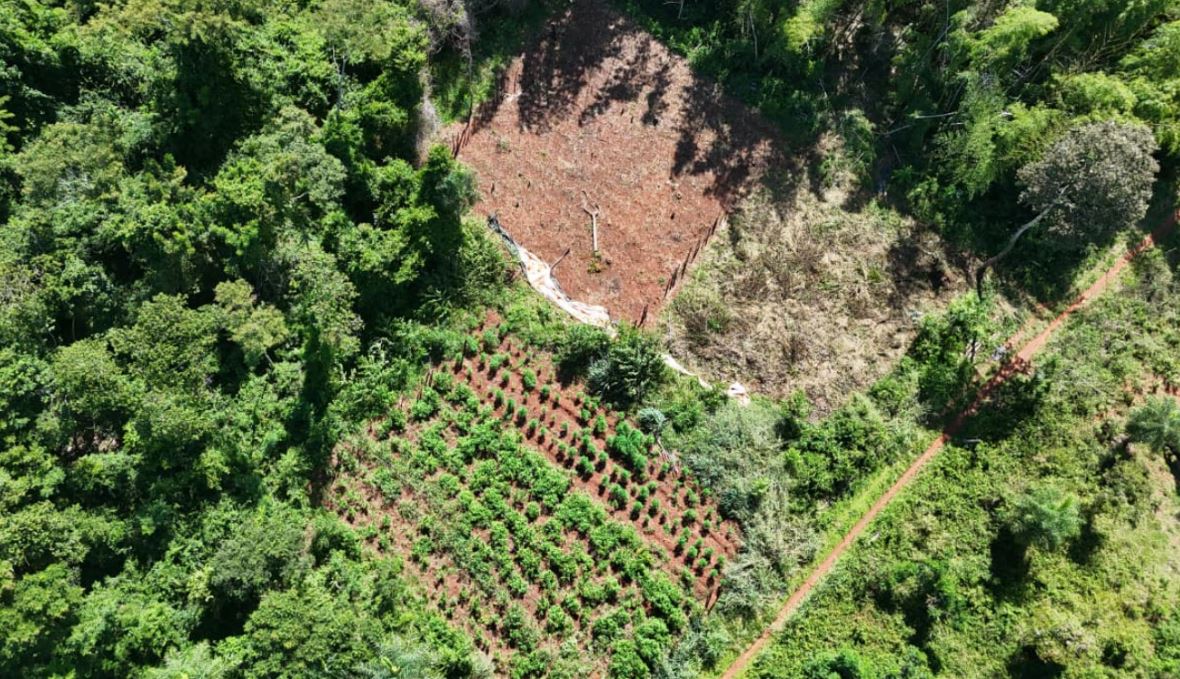 Desmantelaron un laboratorio de marihuana «VIP» Desmantelaron un laboratorio de marihuana «VIP»