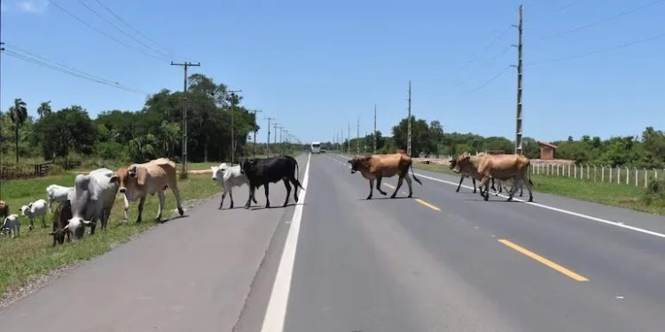 Animales sueltos y muertes en la Transchaco: Municipalidad admite falta de control en zonas clave Animales sueltos y muertes en la Transchaco: Municipalidad admite falta de control en zonas clave
