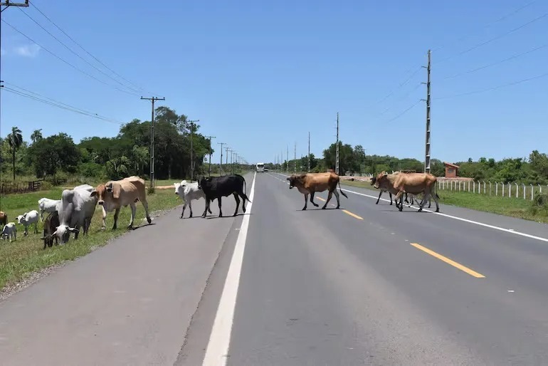 Animales sueltos y muertes en la Transchaco: Municipalidad admite falta de control en zonas clave