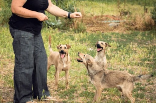 Día Mundial del Perro sin Raza: Bienestar Animal alerta sobre falsas adopciones