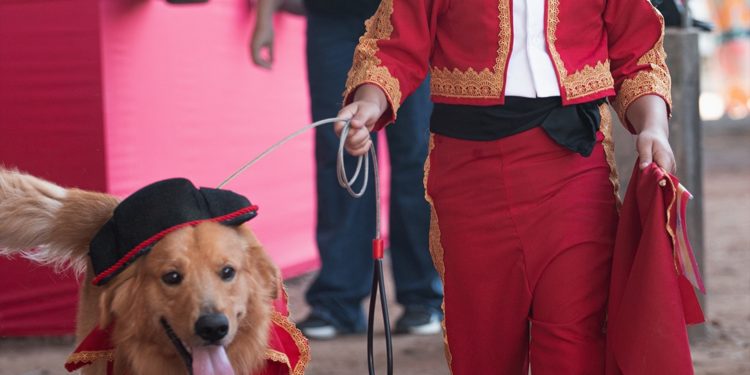 El Rodeo se llena de ternura: El Desfile de Mascotas cautivó a las familias chaqueñas
