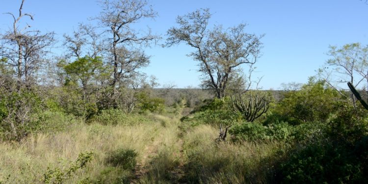 AraChaco apoya la modificación de la ley que protege el parque nacional Médanos del Chaco