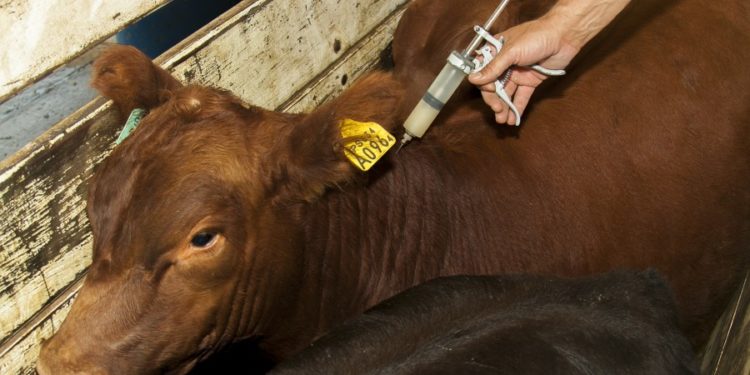 Vacunación antiaftosa avanza con fuerza en el Chaco y se acerca al 80% de cobertura nacional Vacunación antiaftosa avanza con fuerza en el Chaco y se acerca al 80% de cobertura nacional