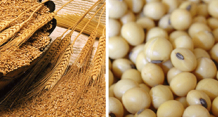 Soja y trigo impulsan las exportaciones con fuertes crecimientos en el primer semestre de 2026