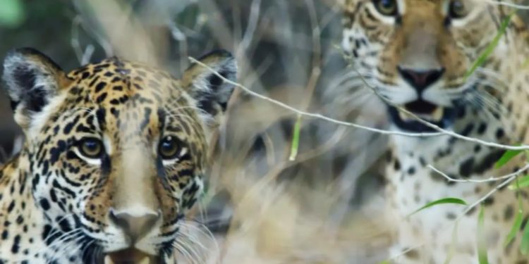 El Chaco se blinda para proteger al jaguareté con guardaparques y cámaras trampa El Chaco se blinda para proteger al jaguareté con guardaparques y cámaras trampa