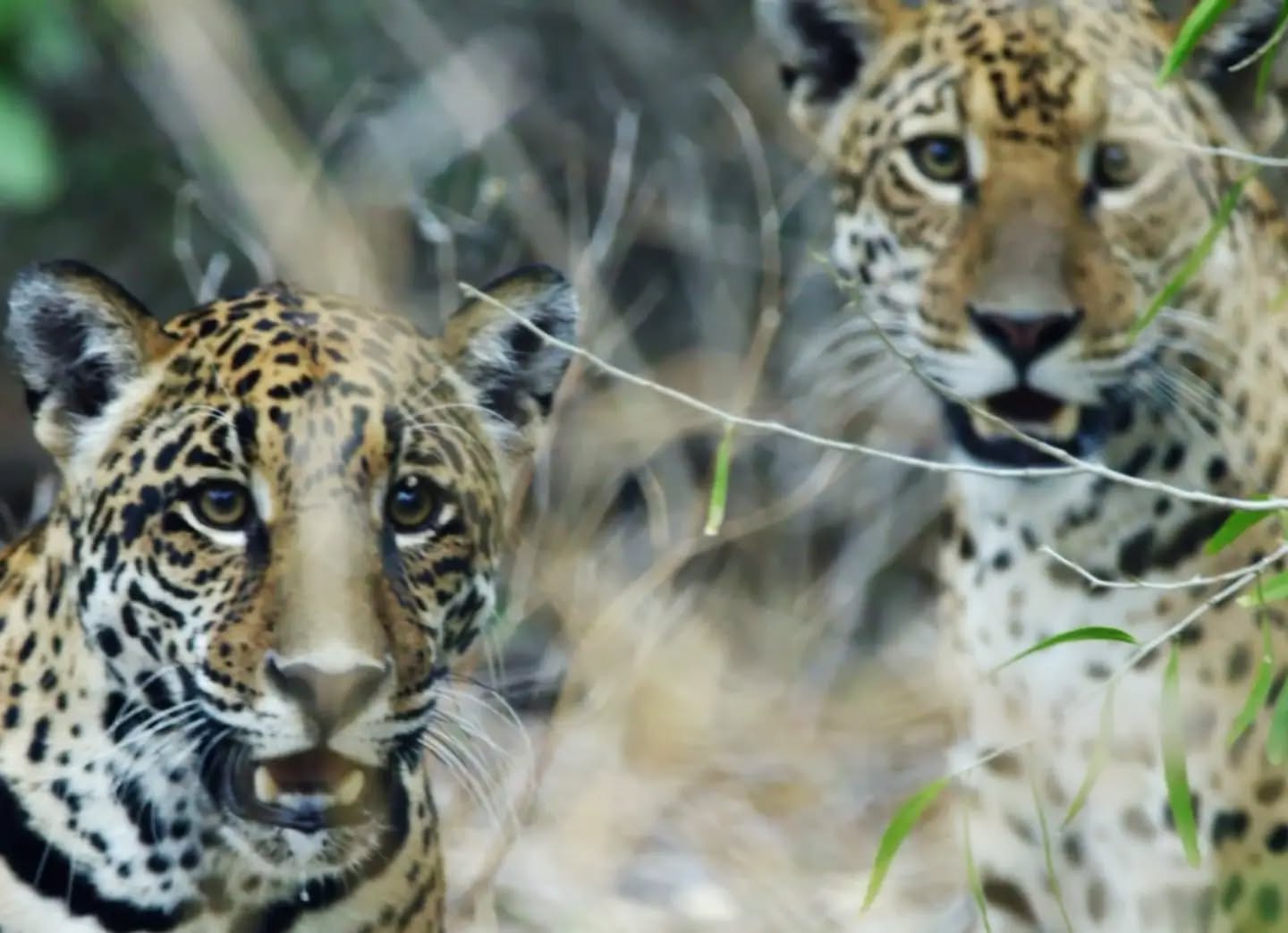El Chaco se blinda para proteger al jaguareté con guardaparques y cámaras trampa El Chaco se blinda para proteger al jaguareté con guardaparques y cámaras trampa