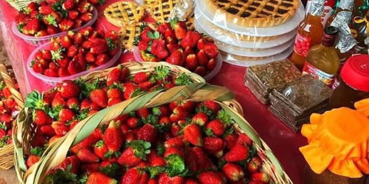 Arrancó la tradicional Expo Frutilla en Areguá: 84 familias exponen en el centro y apuestan al turismo Arrancó la tradicional Expo Frutilla en Areguá: 84 familias exponen en el centro y apuestan al turismo
