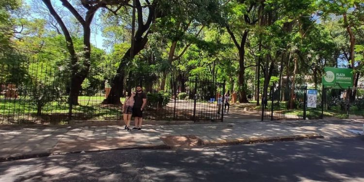 Municipalidad autoriza la remoción de 22 árboles en Plaza Uruguaya por riesgo de caída Municipalidad autoriza la remoción de 22 árboles en Plaza Uruguaya por riesgo de caída