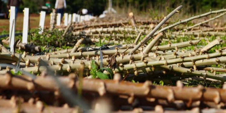 Innovación en el agro: presentan variedades de mandioca con mayor potencial productivo