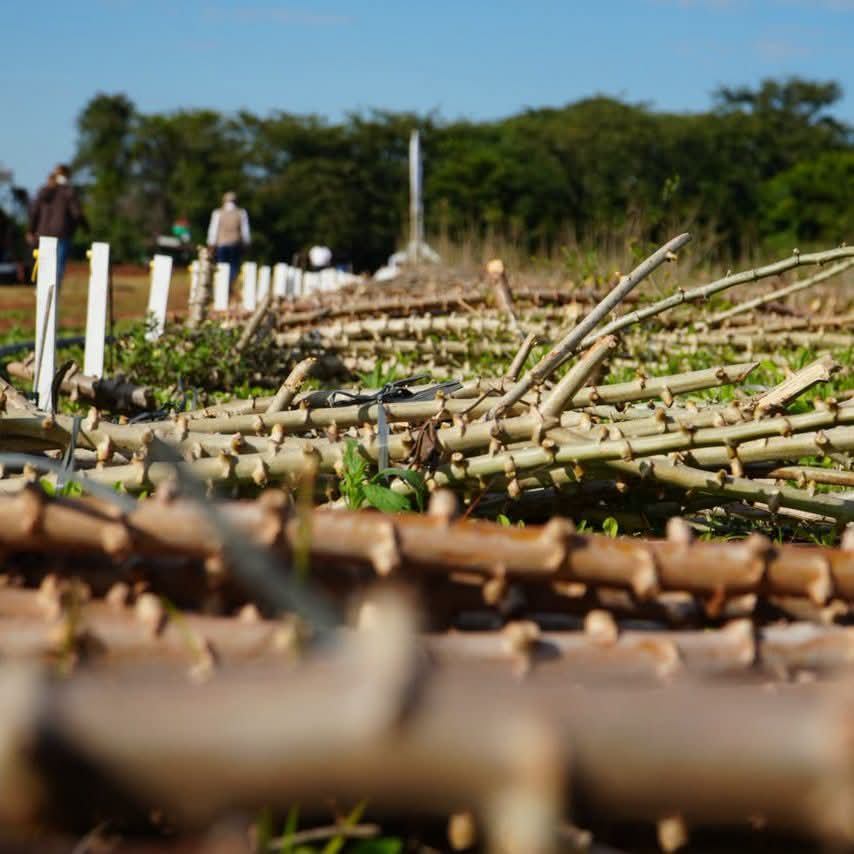 Innovación en el agro: presentan variedades de mandioca con mayor potencial productivo