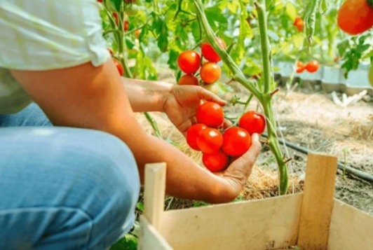 MAG asegura que el frío retrasa la producción de tomate, pero descarta una suba inmediata de precios MAG asegura que el frío retrasa la producción de tomate, pero descarta una suba inmediata de precios