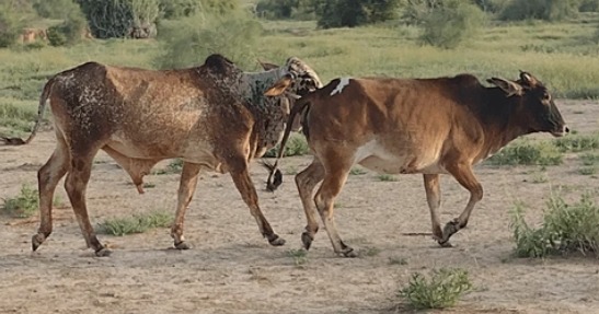 SENACSA confirma brote de rabia bovina en Ñeembucú e inicia bloqueo epidemiológico SENACSA confirma brote de rabia bovina en Ñeembucú e inicia bloqueo epidemiológico