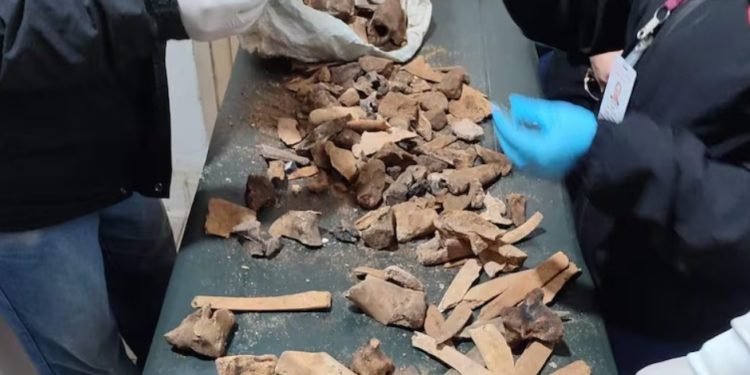 Investigan el origen de restos óseos hallados durante obras de refacción en ex penal de Tacumbú Investigan el origen de restos óseos hallados durante obras de refacción en ex penal de Tacumbú