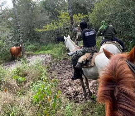 Abigeato, el flagelo que no para: en Presidente Hayes, recuperaron animales vacunos denunciados como hurtados