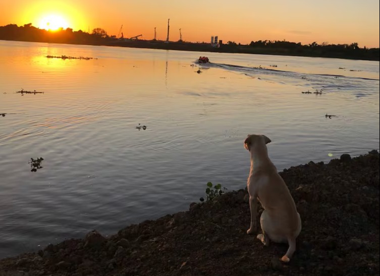 El puente de la Bioceánica tiene un «capataz» peludo… ¡y con 4 patas! El puente de la Bioceánica tiene un «capataz» peludo… ¡y con 4 patas!