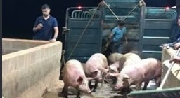 Formalizan denuncia ante Fiscalía y DNIT por masivo contrabando de carne de cerdo desde Brasil Formalizan denuncia ante Fiscalía y DNIT por masivo contrabando de carne de cerdo desde Brasil