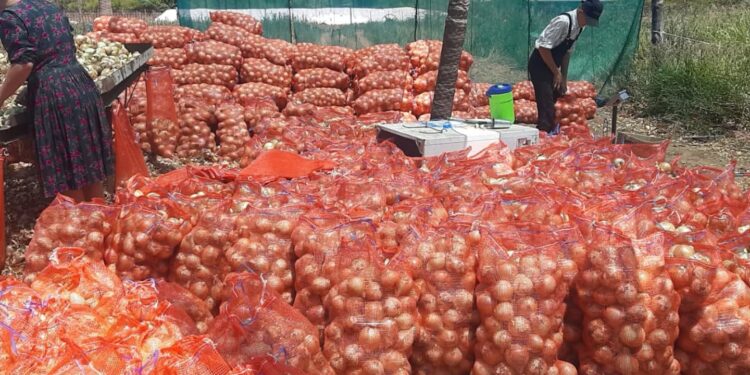 SENAVE destaca calidad de la cebolla chaqueña y confirma producción de 68 hectáreas de familia Hiebert SENAVE destaca calidad de la cebolla chaqueña y confirma producción de 68 hectáreas de familia Hiebert