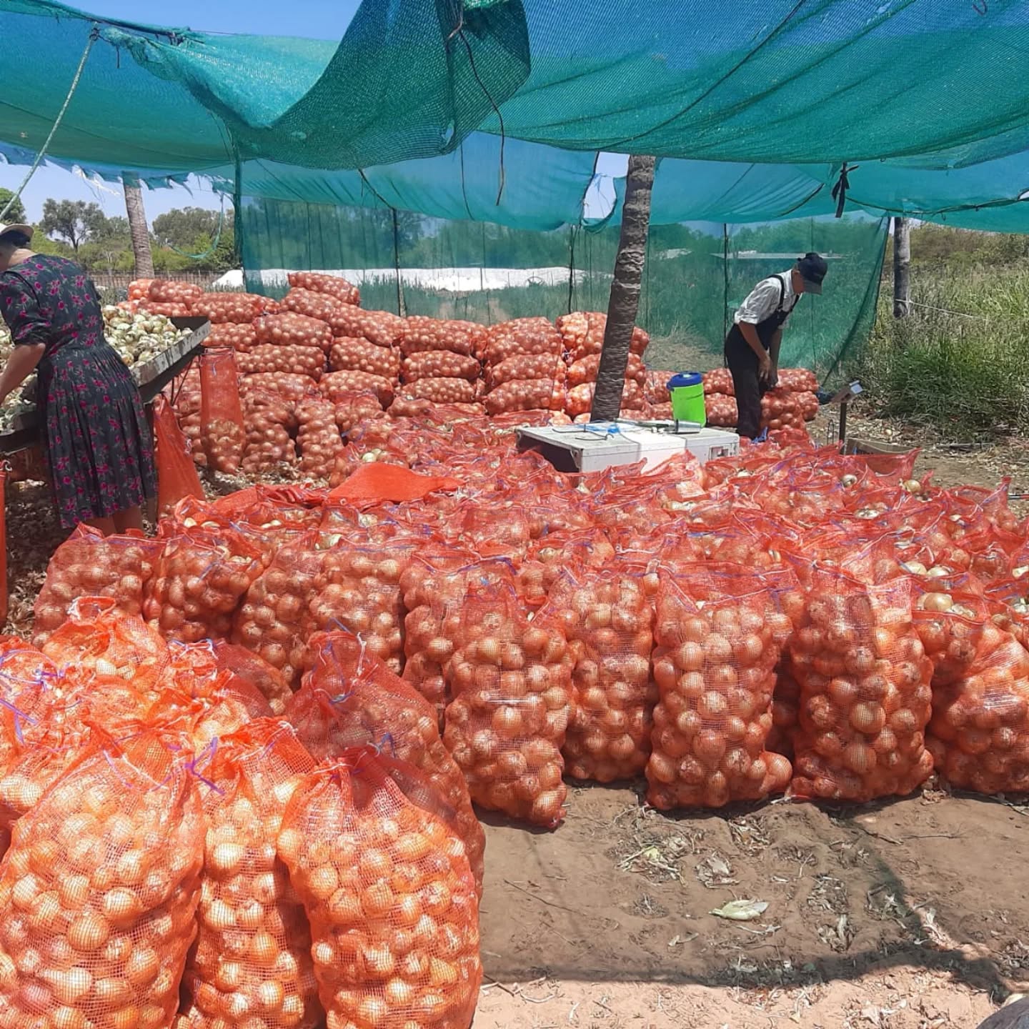 SENAVE destaca calidad de la cebolla chaqueña y confirma producción de 68 hectáreas de familia Hiebert
